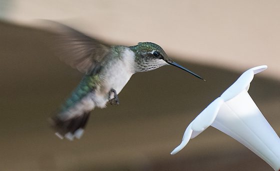 Capturing Hummingbirds with Fuji X-E2 with 55-200mm