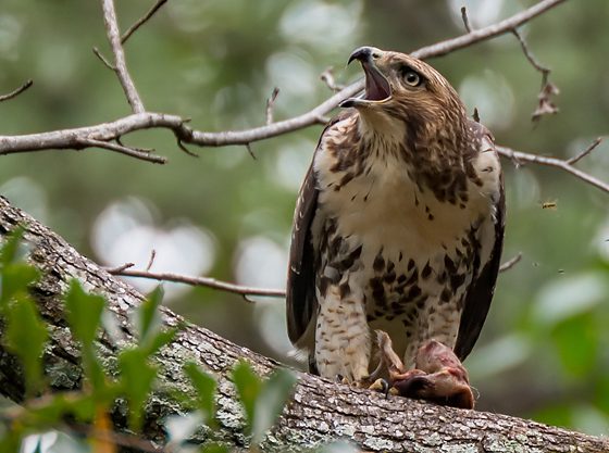 Screeching Red-tailed Hawk was my alarm clock today