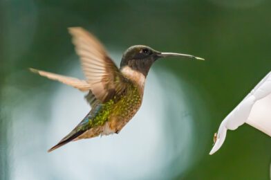 Photographing Hummingbirds with Nikon D4, Sigma 120-300mm ƒ/2.8 DG OS HSM | S & a High-Speed Sync Flash