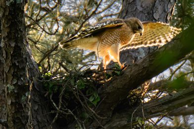 Photographing Red-Shouldered Hawks in Your Backyard: Tips for Non-Professional Birders