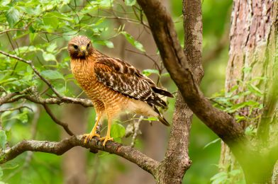 Capturing the Majesty: Tips for Photographing Red-Shouldered Hawks