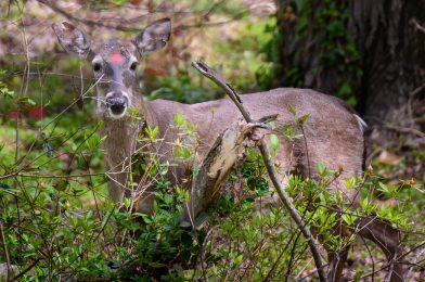 Capturing Wildlife Moments: Photographing a Male Deer in My Backyard