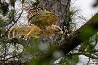 The Decisive Moment: Capturing the Beauty of Red-Shouldered Hawks