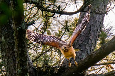 The Journey of the Red-Shouldered Hawks: A Personal Photo Project