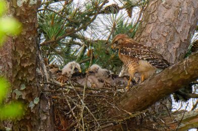 Elevating Wildlife Photography: Lighting Techniques for Red-Shouldered Hawk Nesting