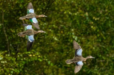 If the Camera Can Do Everything… What’s Left for the Photographer?