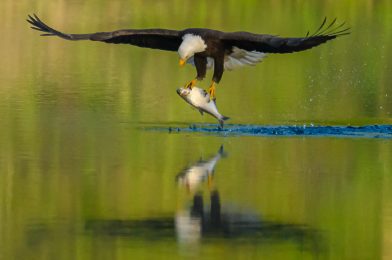 What a Bald Eagle Taught Me About Patience, Preparation, and Business